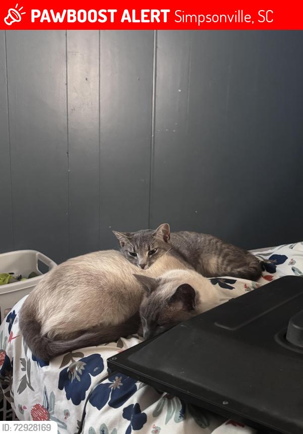 Lost Male Cat last seen Woodruff road, Simpsonville, SC 29681