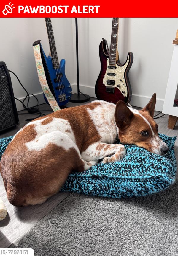 Lost Female Dog last seen TalonsCove Golf Club, Saratoga Springs, UT 84045