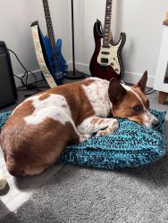 Lost Female Dog last seen TalonsCove Golf Club, Saratoga Springs, UT 84045