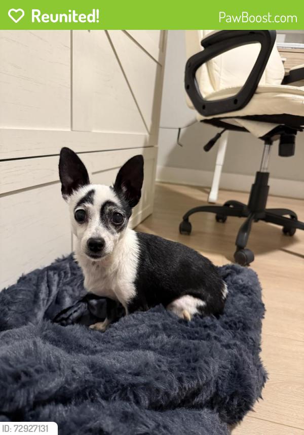 Reunited Female Dog last seen Reicher Dr, Austin, TX 78723