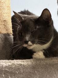 Shelter Stray Female Cat last seen Near W. Mountain St., 30083, GA, Atlanta, GA 30341