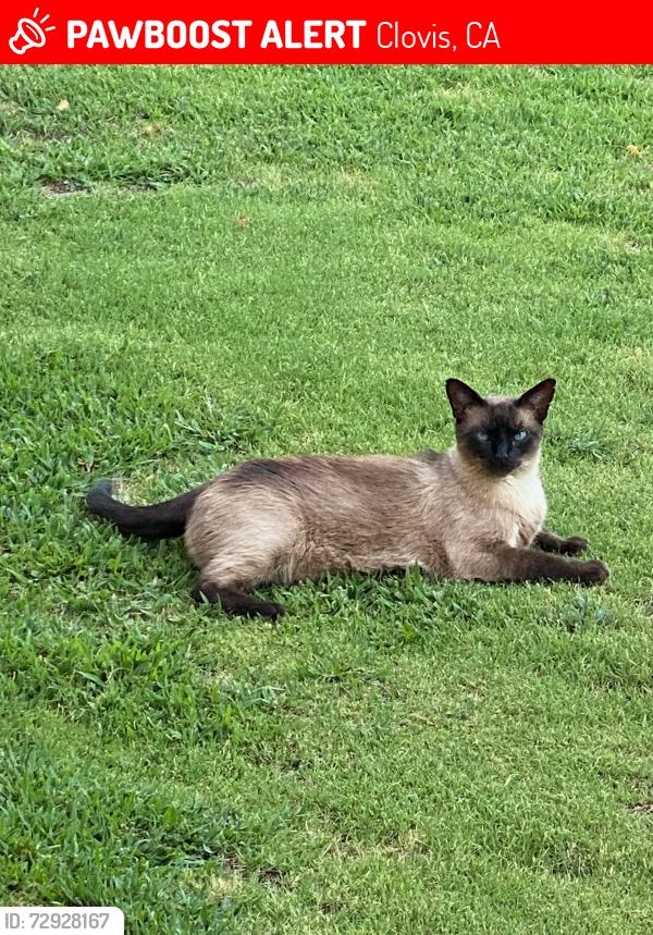 Lost Male Cat last seen Armstrong and Fowler , Clovis, CA 93611