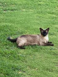Lost Male Cat last seen Armstrong and Fowler , Clovis, CA 93611