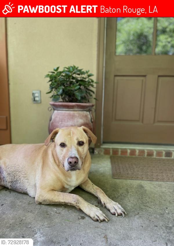 Lost Male Dog last seen Goodwood/sharp, Baton Rouge, LA 70815