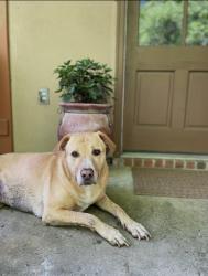 Lost Male Dog last seen Goodwood/sharp, Baton Rouge, LA 70815