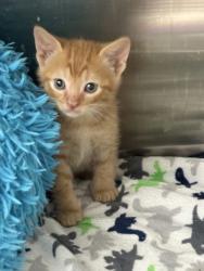 Shelter Stray Male Cat last seen Cleburne, TX 76033, Cleburne, TX 76033