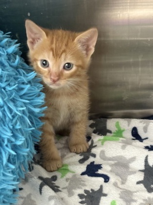 Shelter Stray Male Cat last seen Cleburne, TX 76033, Cleburne, TX 76033