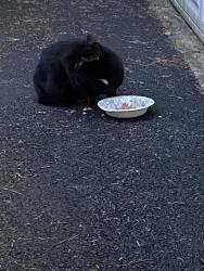 Reunited Unknown Cat last seen 249th, Graham, WA 98338