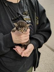 Shelter Stray Female Cat last seen Dallas, NC 28034, Gastonia, NC 28052