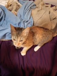 Found/Stray Female Cat last seen Near Montgomery Rd , Huntsville, TX 77340