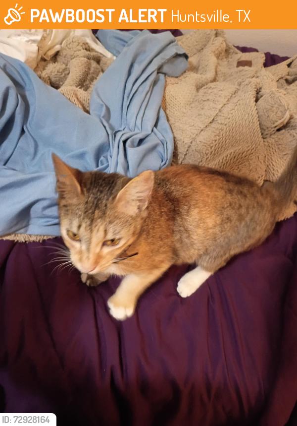 Found/Stray Female Cat last seen Near Montgomery Rd , Huntsville, TX 77340