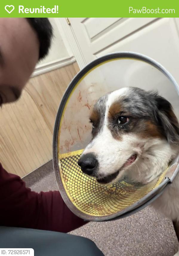 Reunited Male Dog last seen Near Fairlane Ave, Odessa, TX 79762