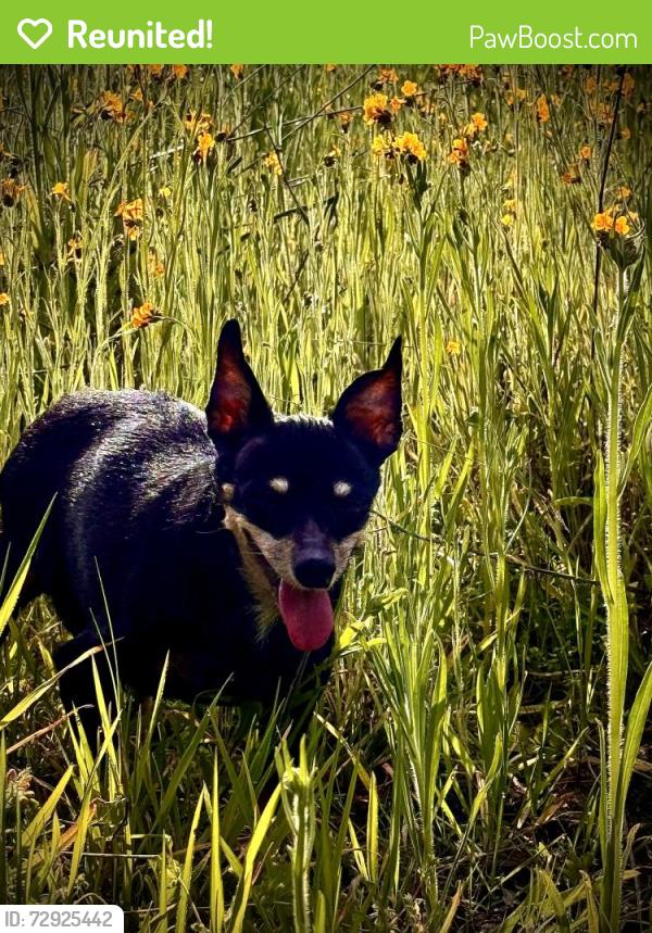 Reunited Female Dog last seen Morning drive and 178, Bakersfield, CA 93306