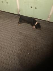 Lost Male Dog last seen Carver Rd, Houston, TX 77091