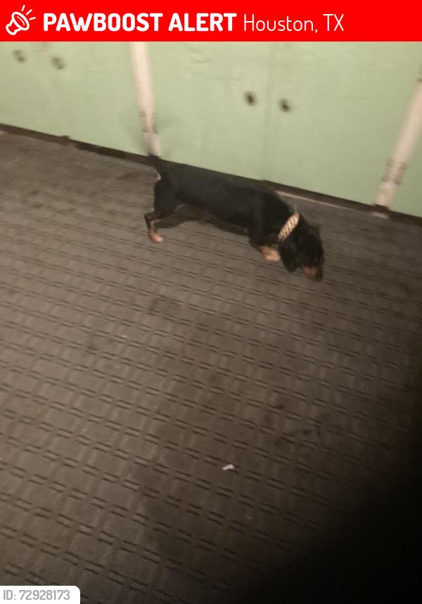 Lost Male Dog last seen Carver Rd, Houston, TX 77091
