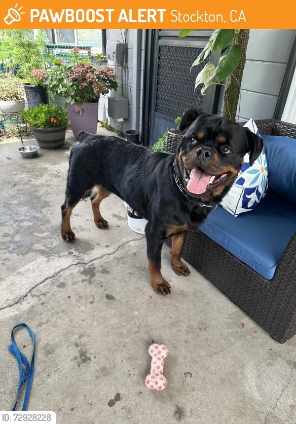 Found/Stray Male Dog last seen 8 mile, Stockton, CA 95219