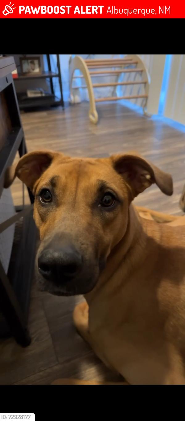 Lost Female Dog last seen Eagle Ranch apmts , Albuquerque, NM 87114