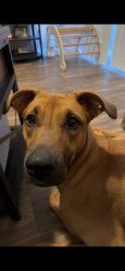 Lost Female Dog last seen Eagle Ranch apmts , Albuquerque, NM 87114