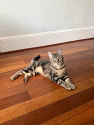 Lost Female Cat last seen Sonia’s, Washington, DC 20009