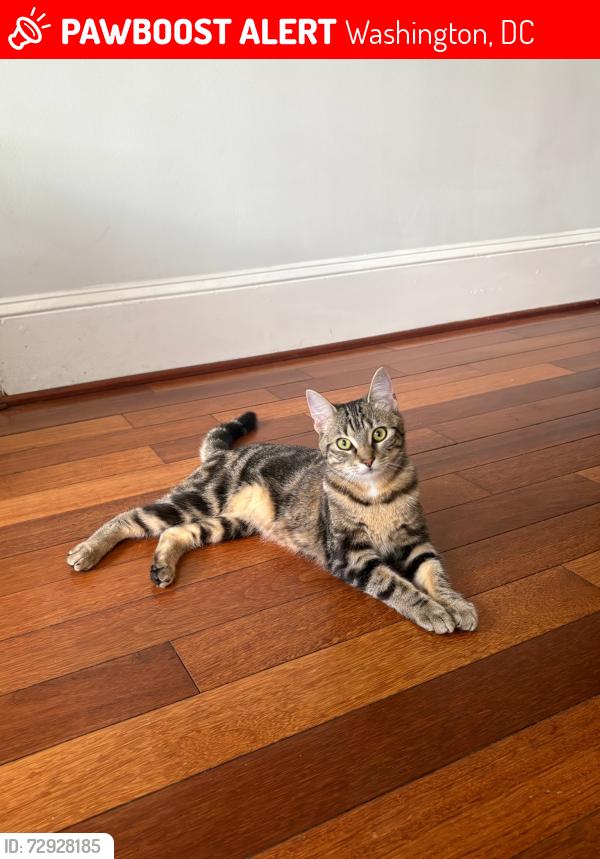 Lost Female Cat last seen Sonia’s, Washington, DC 20009