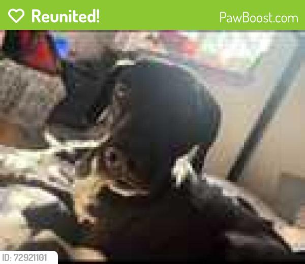 Reunited Female Dog last seen Irving and golf course, Albuquerque, NM 87114