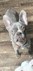 Reunited Male Dog last seen Wilmer hutchins elementary , Hutchins, TX 75141