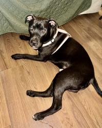 Found/Stray Male Dog last seen Pansy Drive, Santa Rosa County, FL 32570