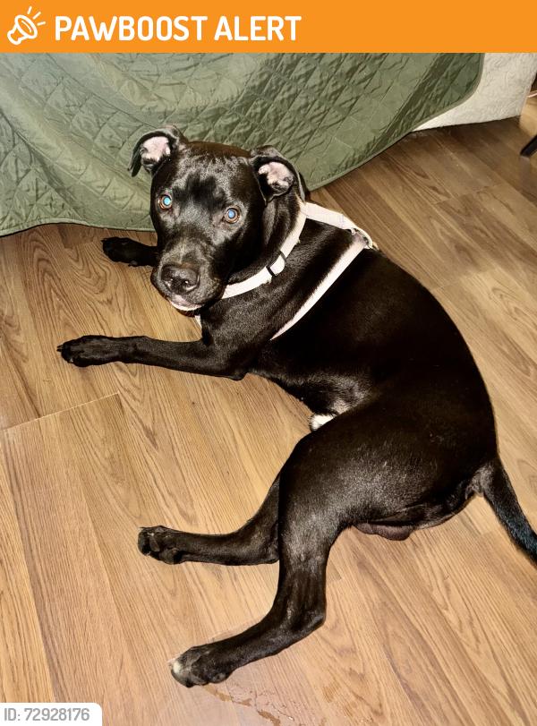 Found/Stray Male Dog last seen Pansy Drive, Santa Rosa County, FL 32570