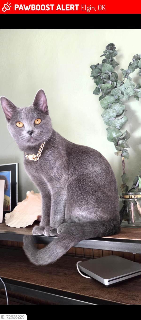 Lost Female Cat last seen Trail Road and Cline Road, Elgin, OK 73538