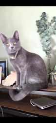 Lost Female Cat last seen Trail Road and Cline Road, Elgin, OK 73538