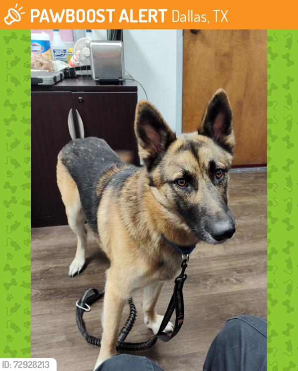 Found/Stray Male Dog last seen Near Bronze Way, Dallas, TX 75236