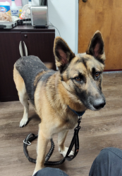 Found/Stray Male Dog last seen Near Bronze Way, Dallas, TX 75236