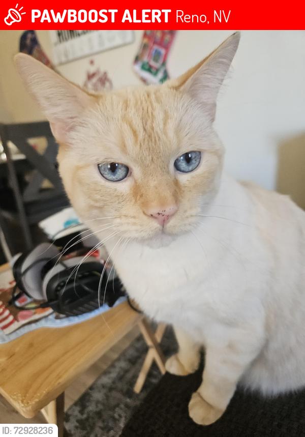 Lost Male Cat last seen Near running dog circle , Reno, NV 89506