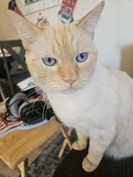 Lost Male Cat last seen Near running dog circle , Reno, NV 89506
