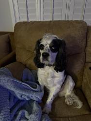 Reunited Male Dog last seen near roger’s and sugar road , Edinburg, TX 78539