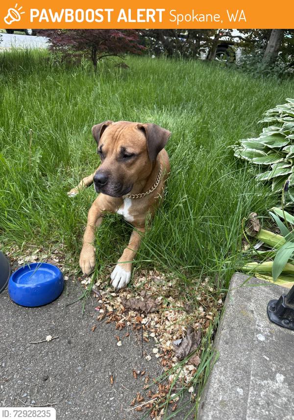 Found/Stray Male Dog last seen 12th and walnut, Spokane, WA 99204