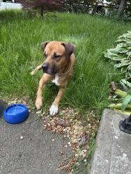 Found/Stray Male Dog last seen 12th and walnut, Spokane, WA 99204