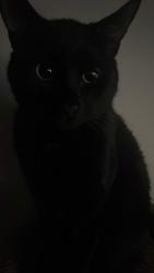 Reunited Male Cat last seen Ynysfach Avenue, Resolven, Wales SA11 4LP