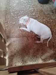 Reunited Male Dog last seen La Rue n 62nd, Myrtle Grove, FL 32506