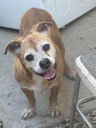 Reunited Male Dog last seen 51st and Greenway, Glendale, AZ 85306