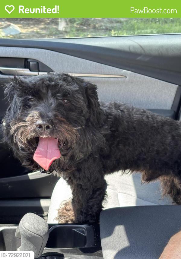 Reunited Male Dog last seen Katy Gaston , Lakes Of Bella Terra, TX 77406