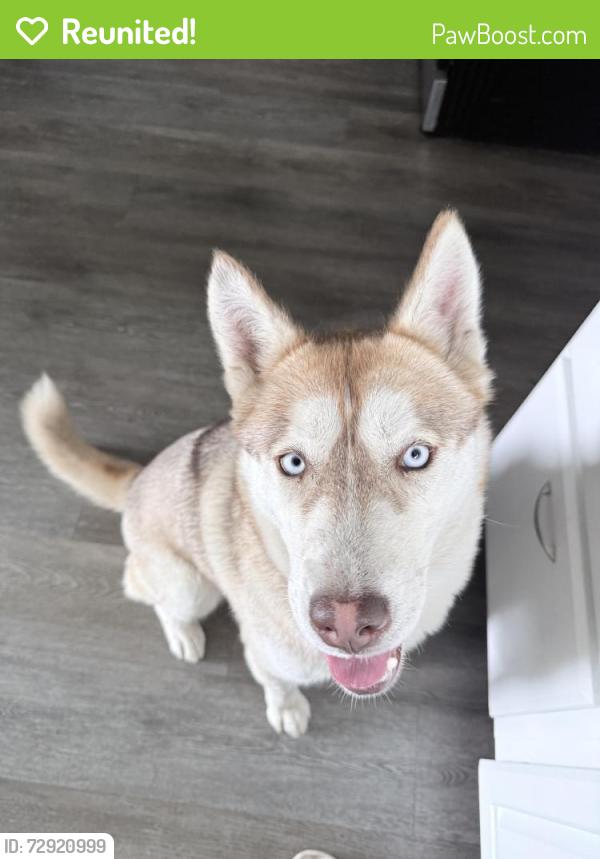 Reunited Female Dog last seen 38th Avenue and Brookdale Avenue , Oakland, CA 94619
