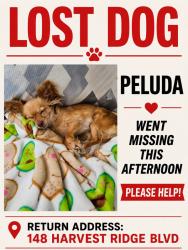 Lost Female Dog last seen Near Harvest Ridge Blvd, Elgin, TX 78621