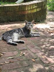 Reunited Male Cat last seen Leah Lane and Twiss, Tallahassee, FL 32303
