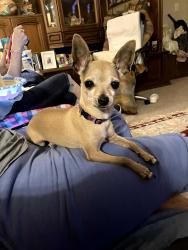Reunited Female Dog last seen 45th & georgia , Amarillo, TX 79110