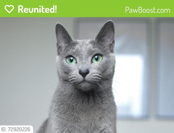 Reunited Female Cat last seen Castlereagh Road, Belfast, Northern Ireland BT5 6BH