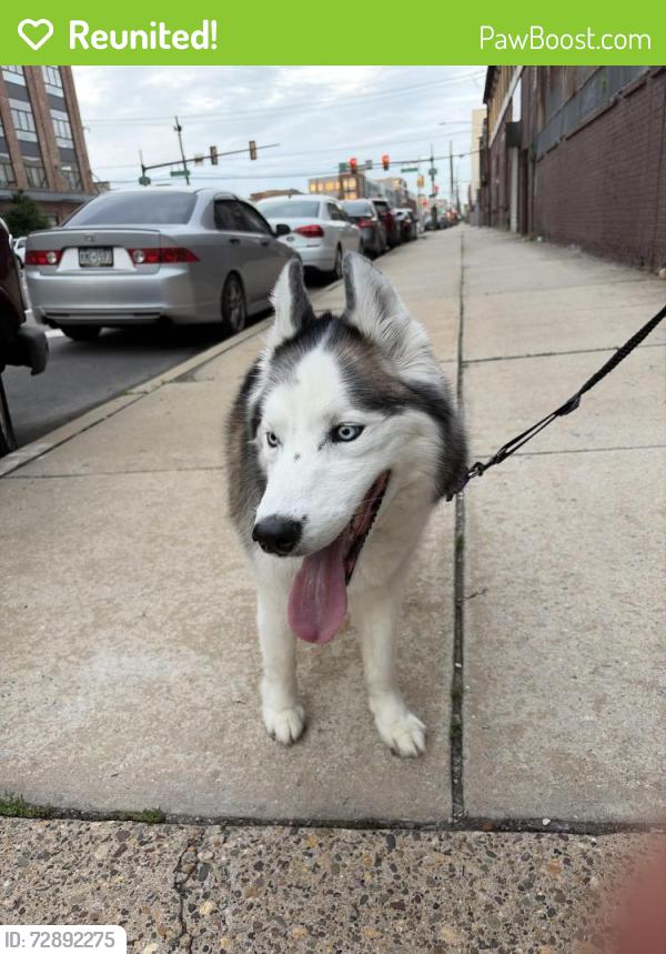 Reunited Male Dog last seen 13th & Allegheny Ave, Philadelphia, PA 19132