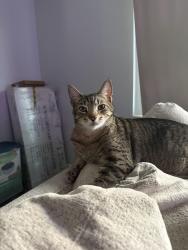 Lost Male Cat last seen Tyrone Blvd, near Crossroads Shopping Plaza, St. Petersburg, FL 33710