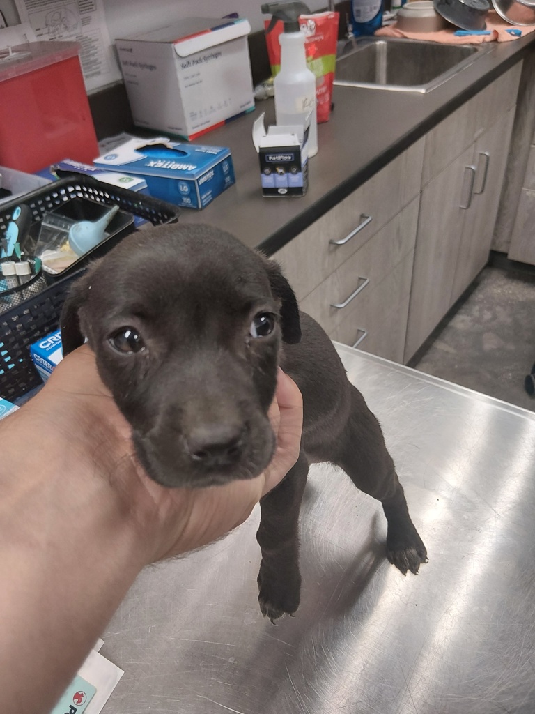 Shelter Stray Female Dog last seen Near Marigny Circle, DUSON, LA, 70529, Lafayette, LA 70507