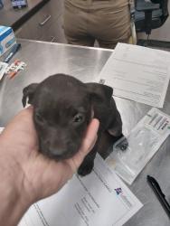 Shelter Stray Female Dog last seen Near Marigny Circle, DUSON, LA, 70529, Lafayette, LA 70507